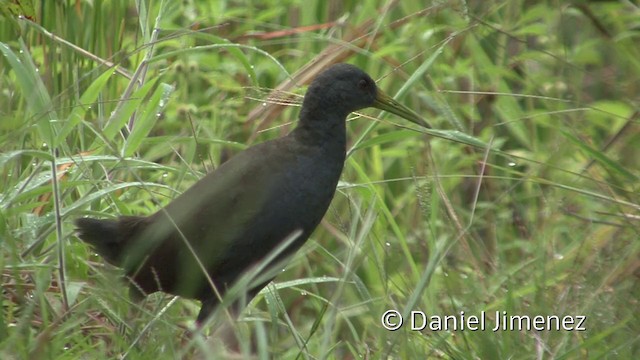 Blackish Rail - ML201940181