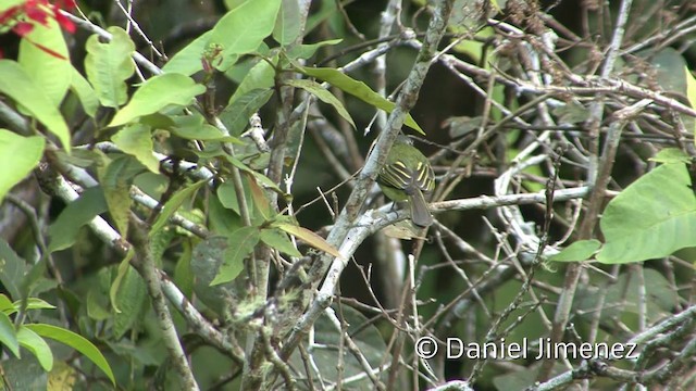 Slaty-capped Flycatcher - ML201940211