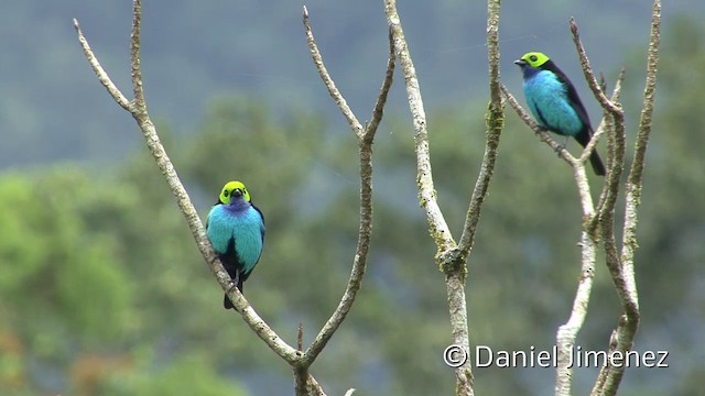 Tangara del Paraíso - ML201940231