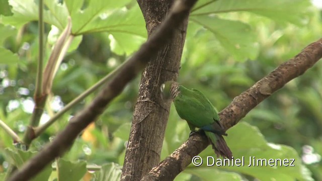 オグロウロコインコ（melanura グループ） - ML201940241