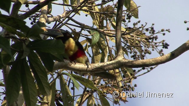 Chestnut-eared Aracari - ML201940281