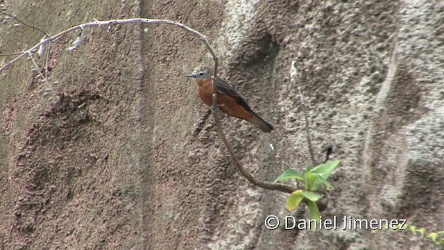 Cliff Flycatcher (Cliff) - ML201940291