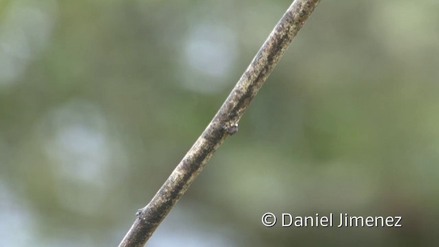 Fawn-breasted Brilliant - ML201940311