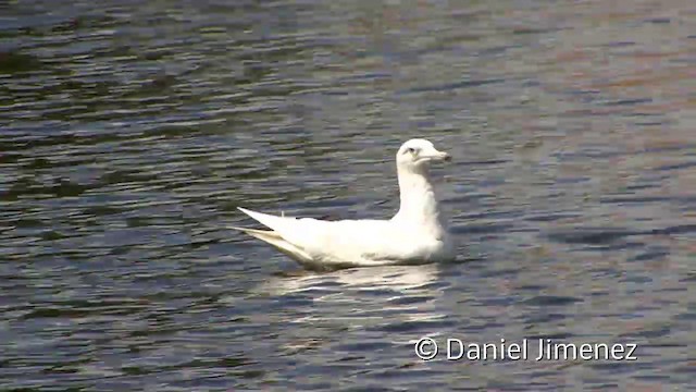 Glaucous Gull - ML201940361