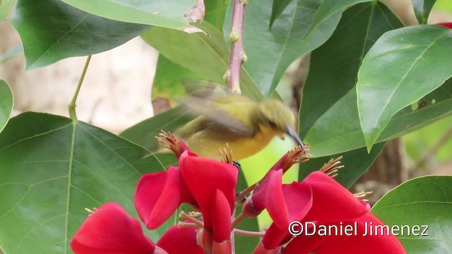 South Moluccan Sunbird - ML201940411