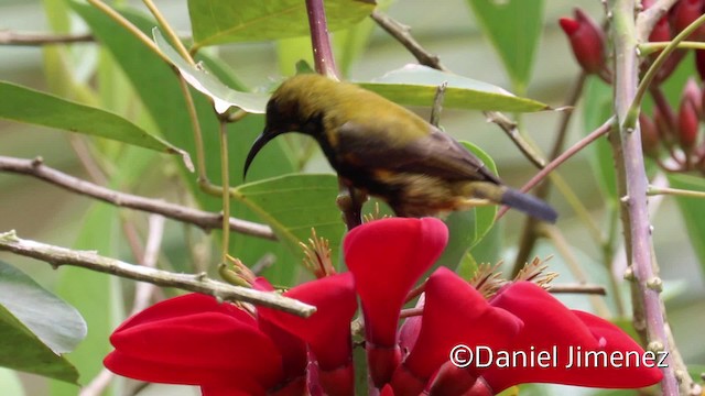 South Moluccan Sunbird - ML201940421