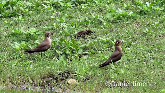 Oriental Pratincole - ML201940431