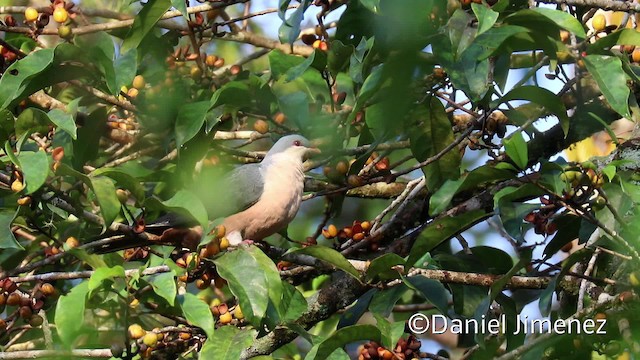 Buru Mountain-Pigeon - ML201940491