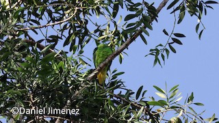  - Buru Racquet-tail