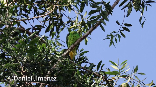 Lorito Momoto de Buru - ML201940521