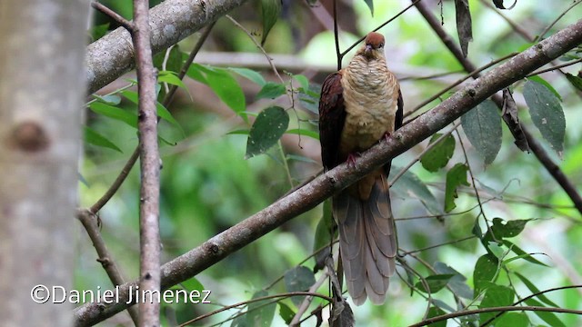 Amboyna Cuckoo-Dove - ML201940571