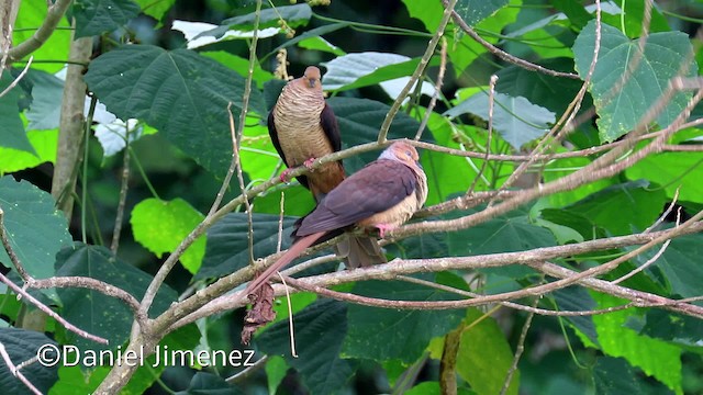 Tórtola Cuco Pechirrosa - ML201940581