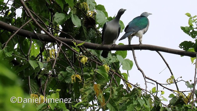 Spectacled Imperial-Pigeon - ML201940591