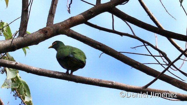 White-breasted Fruit-Dove - ML201940631