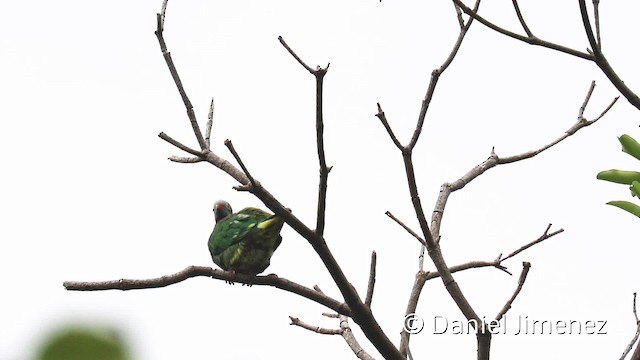 Claret-breasted Fruit-Dove - ML201940651