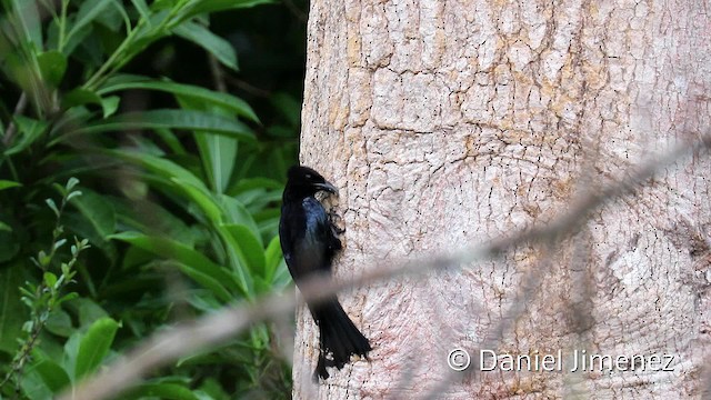 Glanzfleckdrongo (amboinensis) - ML201940661