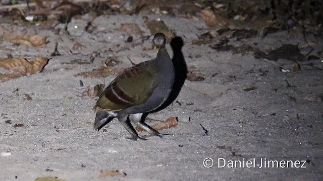 Talégalo de Wallace - ML201940671