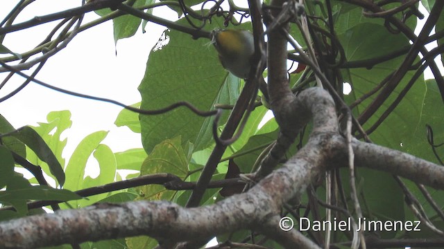 Great Kai White-eye - ML201940691