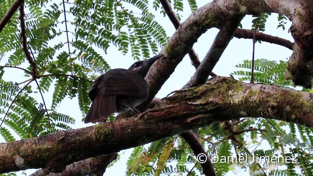 Tanimbar Friarbird - ML201940701