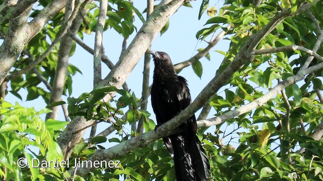 Cucal Faisán (spilopterus) - ML201940721