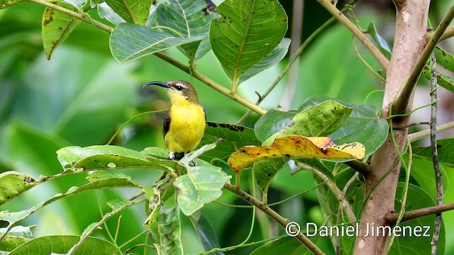 South Moluccan Sunbird - ML201940781