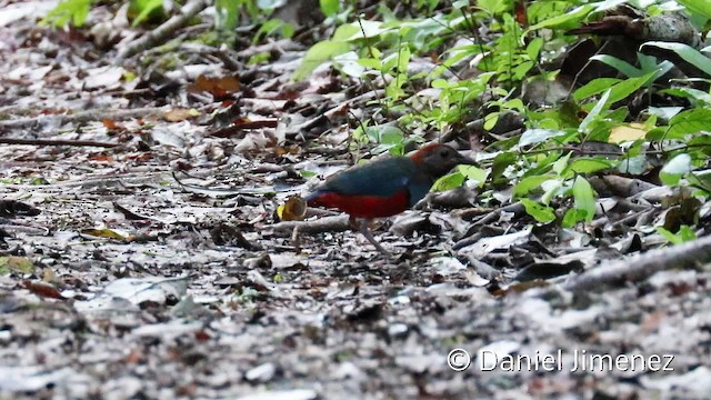 Papua-Blaubrustpitta - ML201940791