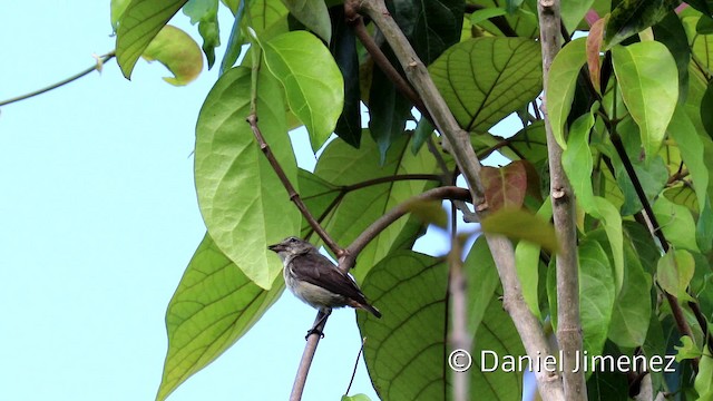 Pink-breasted Flowerpecker (Pink-breasted) - ML201940821