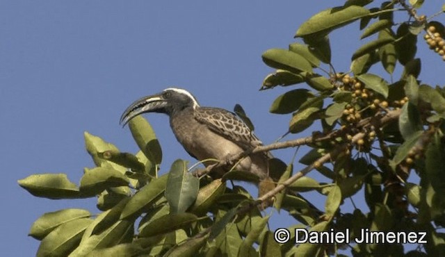 African Gray Hornbill - ML201940841