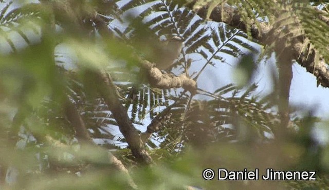 Black-crowned Tchagra (Black-crowned) - ML201940851