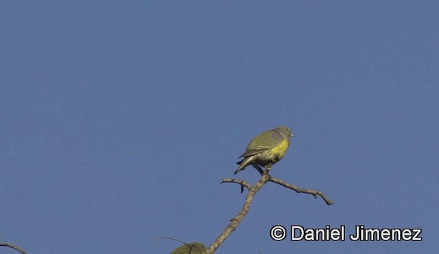 Bruce's Green-Pigeon - ML201940871