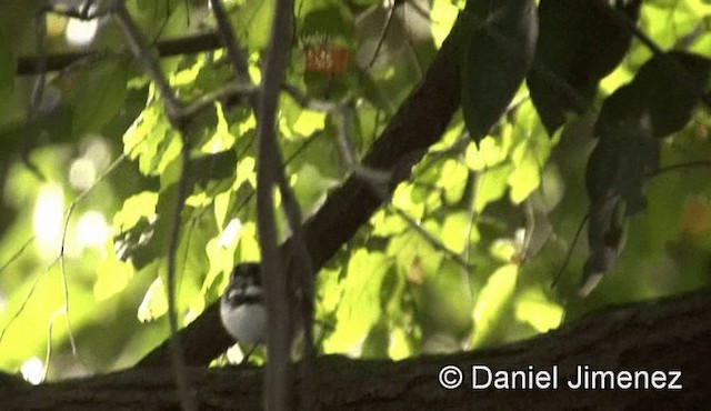 hvitvingepløsøye - ML201940881