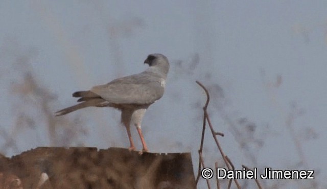 Dark Chanting-Goshawk - ML201940891