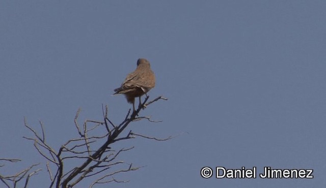 Grasshopper Buzzard - ML201940901