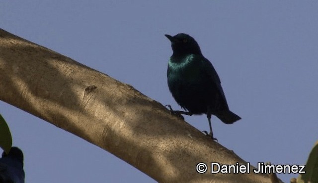 Greater Blue-eared Starling - ML201940911