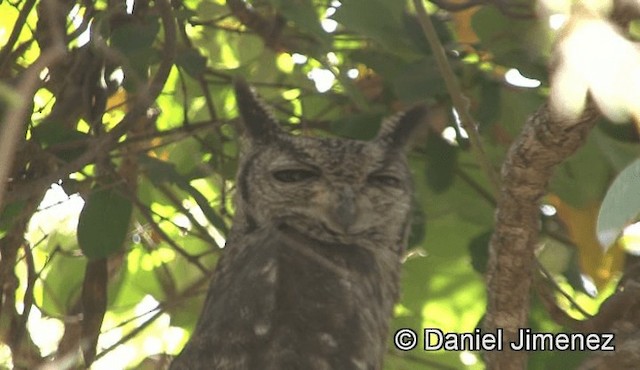 Grayish Eagle-Owl - ML201940921