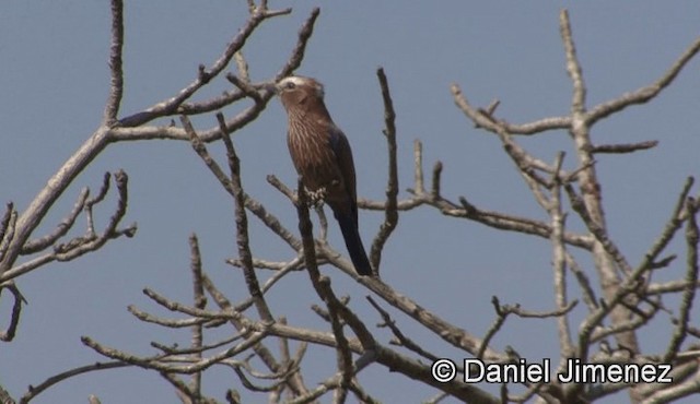 Rufous-crowned Roller - ML201940961