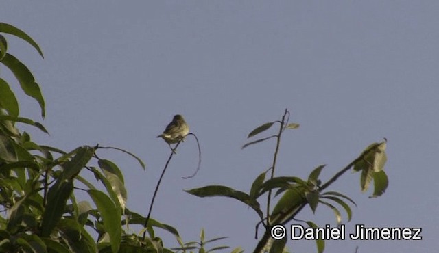 Black-headed Weaver - ML201940981