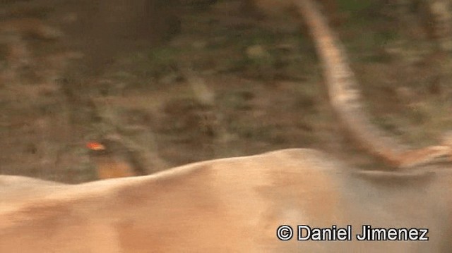 Yellow-billed Oxpecker - ML201941001