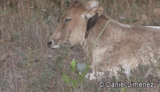 Yellow-billed Oxpecker - ML201941011