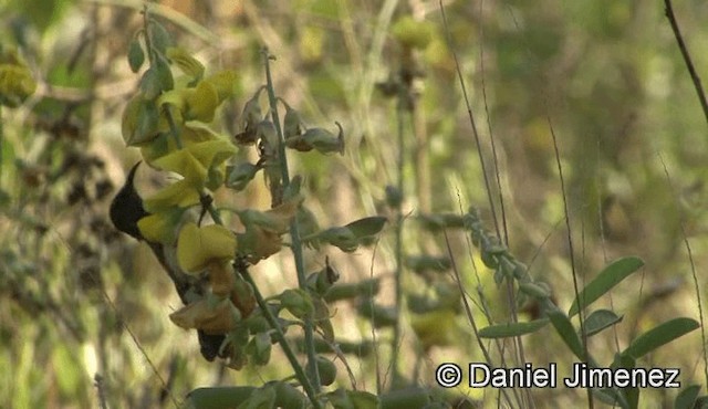 カワリタイヨウチョウ（venustus グループ） - ML201941021