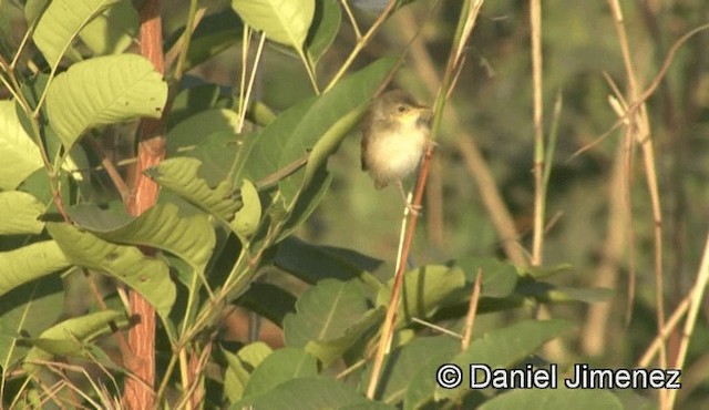 Singing Cisticola - ML201941061