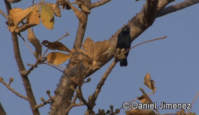 White-shouldered Black-Tit - ML201941071