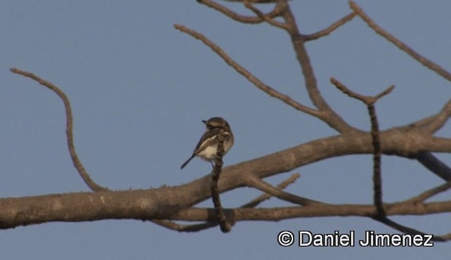 Senegal Batis - ML201941111