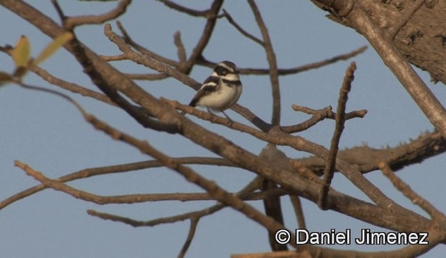 Senegal Batis - ML201941121