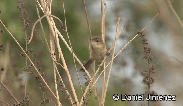 Prinia modeste - ML201941141