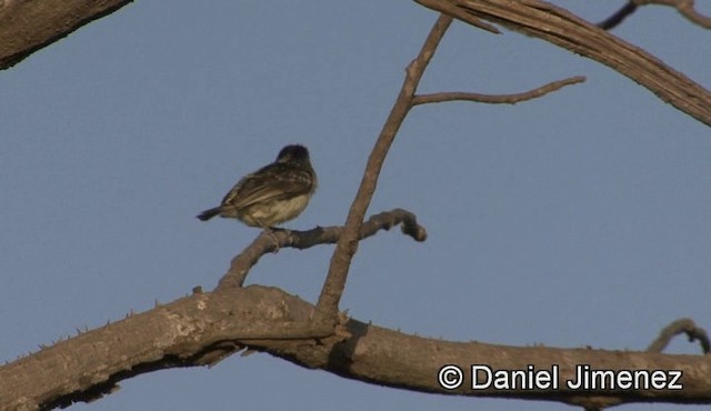 Vieillot's Barbet - ML201941151