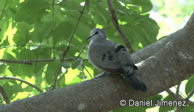 Black-billed Wood-Dove - ML201941161