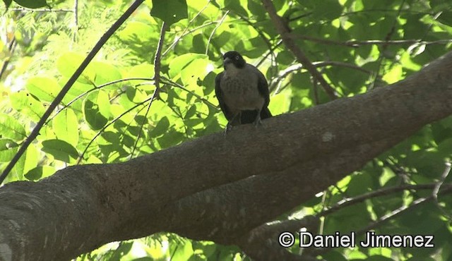 Blackcap Babbler (Blackcap) - ML201941171