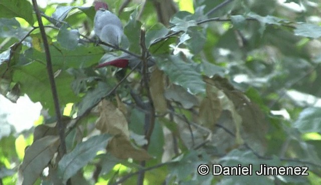 Lavender Waxbill - ML201941201