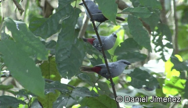 Lavender Waxbill - ML201941211